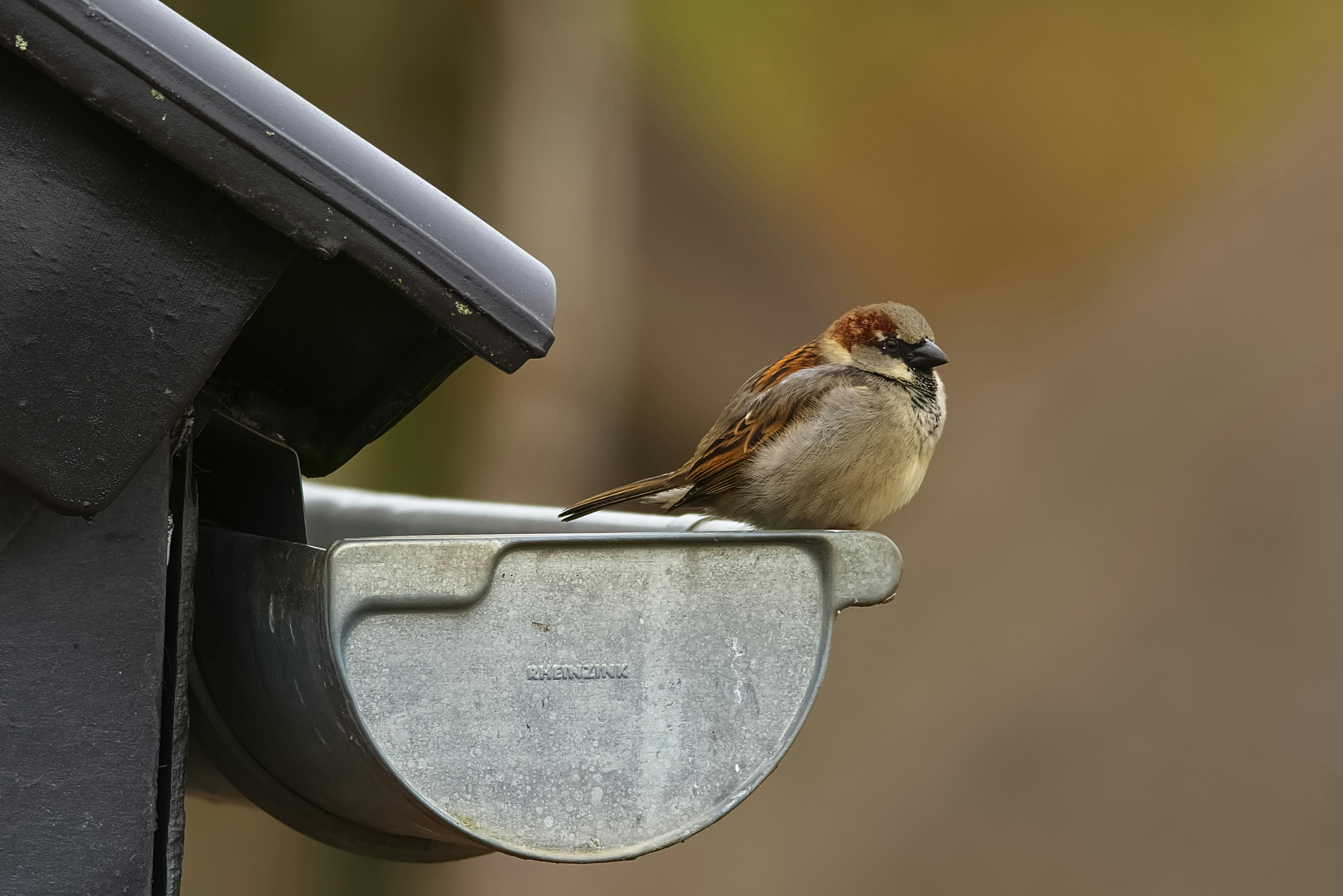 Professional downpipe cleaning